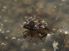 Microvelia americana