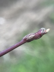 Neolasioptera cornicola