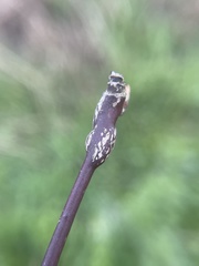 Neolasioptera cornicola