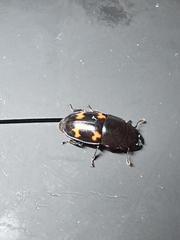 Glischrochilus japonius