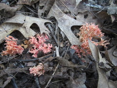 Ramaria subbotrytis