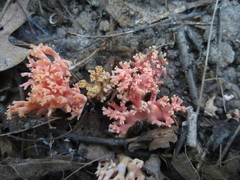 Ramaria subbotrytis