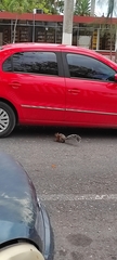 Sciurus aureogaster