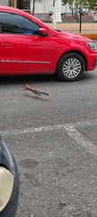 Sciurus aureogaster