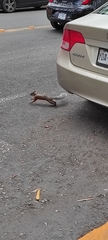 Sciurus aureogaster