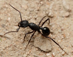 Rhytidoponera maniae
