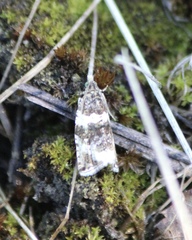 Olethreutes fasciatana