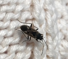 Rhyparochromus vulgaris