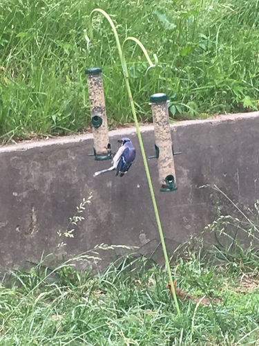 photo of Blue Jay (Cyanocitta cristata)