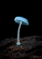 Mycena cyanocephala