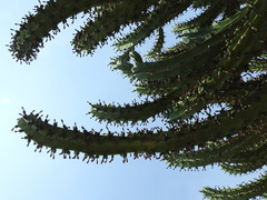 Myrtillocactus geometrizans