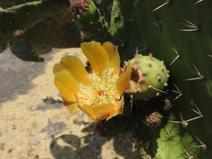 Opuntia