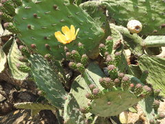 Opuntia