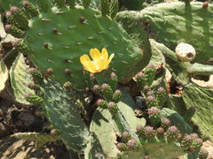 Opuntia