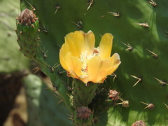Opuntia
