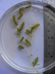 Lamprothamnium capitatum