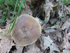 Tylopilus variobrunneus