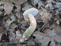 Tylopilus variobrunneus