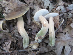 Tylopilus variobrunneus