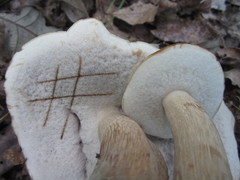 Tylopilus variobrunneus