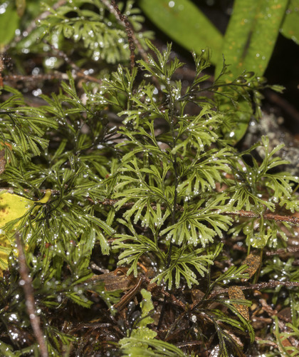Hymenophyllum secundum