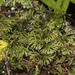 Hymenophyllum secundum - Photo (c) Pablo Silva,  זכויות יוצרים חלקיות (CC BY-NC), הועלה על ידי Pablo Silva