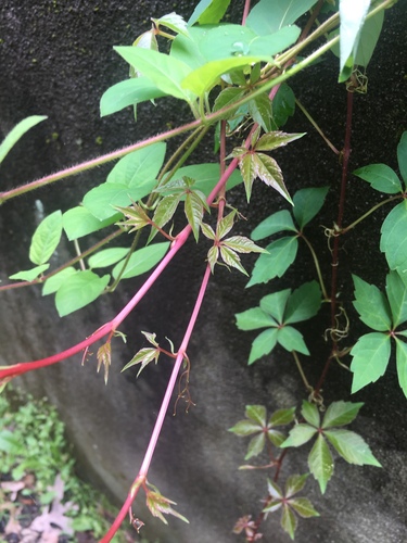 photo of Virginia Creeper (Parthenocissus quinquefolia)