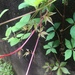 photo of Virginia Creeper (Parthenocissus quinquefolia)