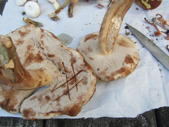 Tylopilus variobrunneus