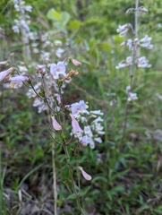 Penstemon laxiflorus