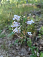 Penstemon laxiflorus