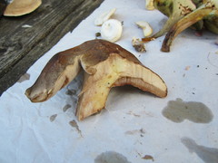 Tylopilus variobrunneus