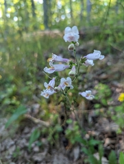 Penstemon laxiflorus