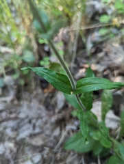 Penstemon laxiflorus
