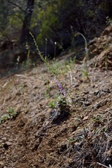 Sairocarpus vexillocalyculatus vexillocalyculatus