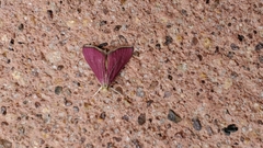 Pyrausta inornatalis