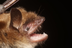 Myotis planiceps