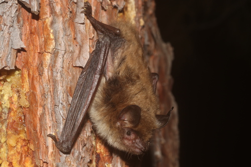 flat-headed myotis