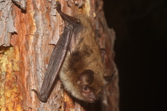 Myotis planiceps