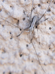 Capnobotes occidentalis