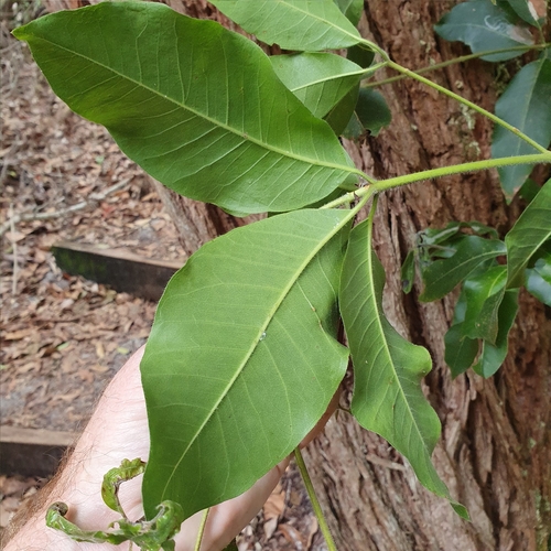 Image of Syncarpia hillii by (c) ronavery, some rights reserved (CC BY)