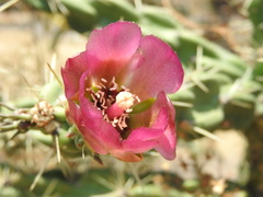 Cylindropuntia imbricata imbricata