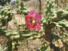 Cylindropuntia imbricata imbricata