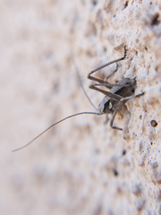 Capnobotes occidentalis