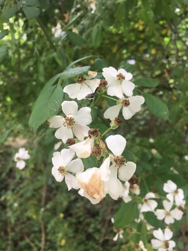 photo of Multiflora Rose (Rosa multiflora)