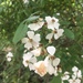 photo of Multiflora Rose (Rosa multiflora)