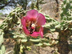 Cylindropuntia imbricata imbricata