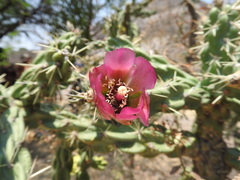 Cylindropuntia imbricata imbricata