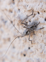 Capnobotes occidentalis