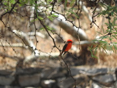 Pyrocephalus rubinus